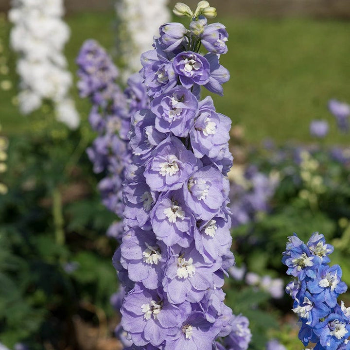 Semillas de flores de Delphinium lavanda – Semillas reliquia no transgénicas de alta germinación