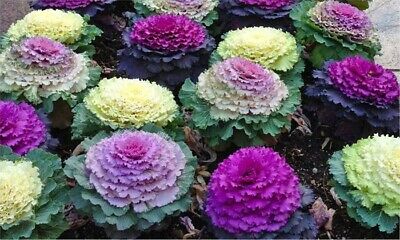Mixed Kale Flower Seeds – Heirloom, Non-GMO, High Germination Seeds
