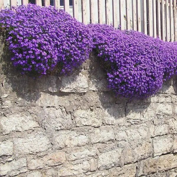 Creeping Purple Flower Seeds – Heirloom, Non-GMO, High Germination Seeds