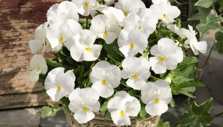 White Pansy Flower Seeds – Heirloom, Non-GMO, High Germination Seeds