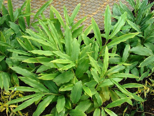 Black Cardamom Plant Seeds for Planting – Heirloom, Non-GMO, High Germination Seeds