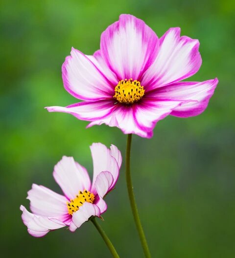 White Pink Cosmos Flower Seeds Heirloom Non-GMO High Germination Organic Garden Seeds for Planting