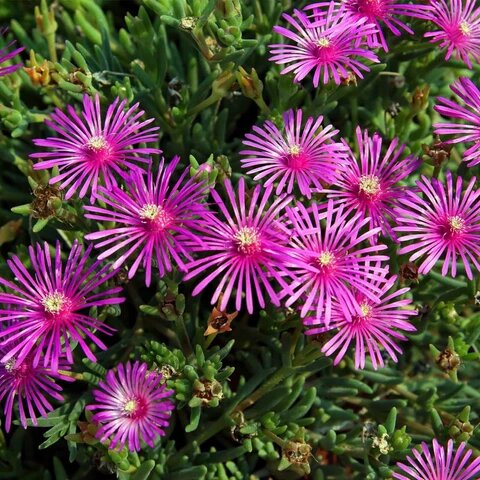 Delosperma Purple Flower Seeds for Planting Heirloom Non-GMO High Germination Organic Garden Seeds