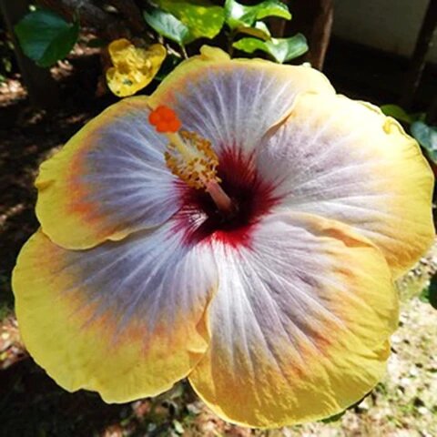 Semillas de flor de hibisco gris y amarillo – Cimarrón, sin OMG, semillas de alta germinación