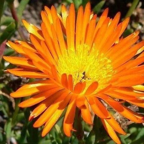 Orange Delosperma Flower Seeds – Heirloom Non-GMO High Germination Seeds
