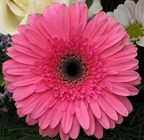 Semillas de Caléndula Rosa – Heirloom, No Transgénicas, Alta Germinación para Siembra