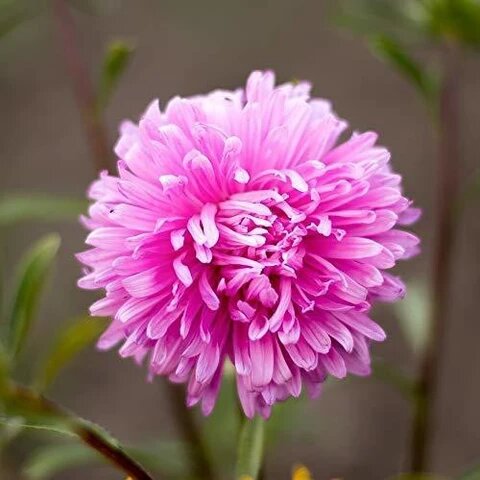 Astra Flower Seeds Pink for Planting – Heirloom Non-GMO High Germination Organic Seeds