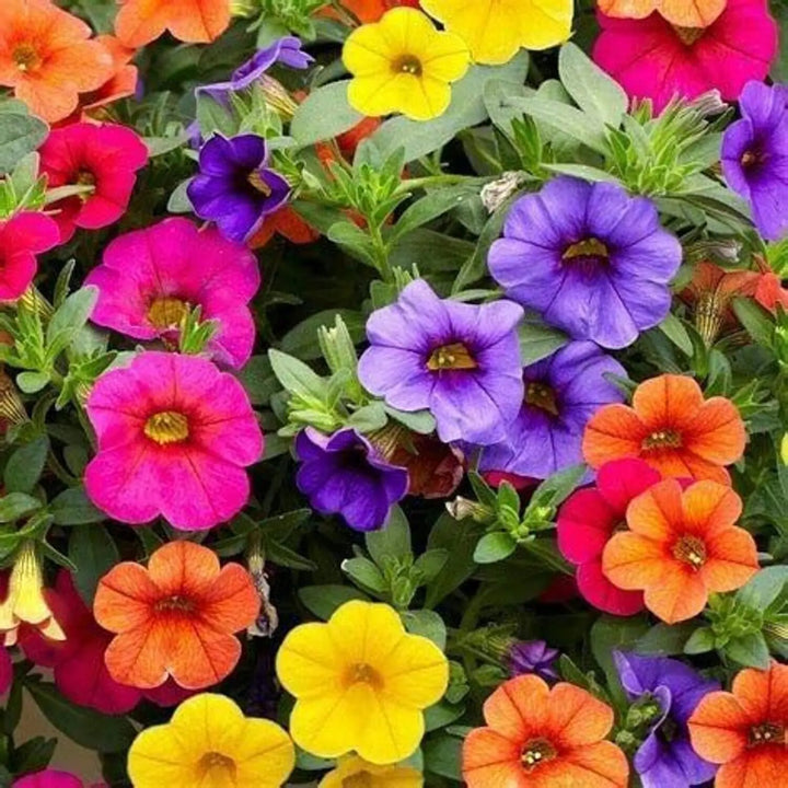Mixed Calibrachoa Flower Seeds – Heirloom, Non-GMO, High Germination Seeds