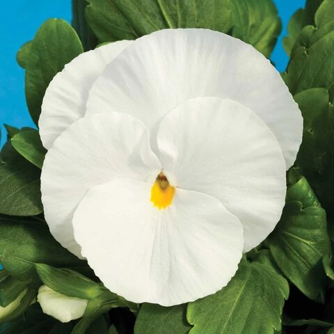 White Pansy Flower Seeds – Heirloom, Non-GMO, High Germination Seeds for Planting