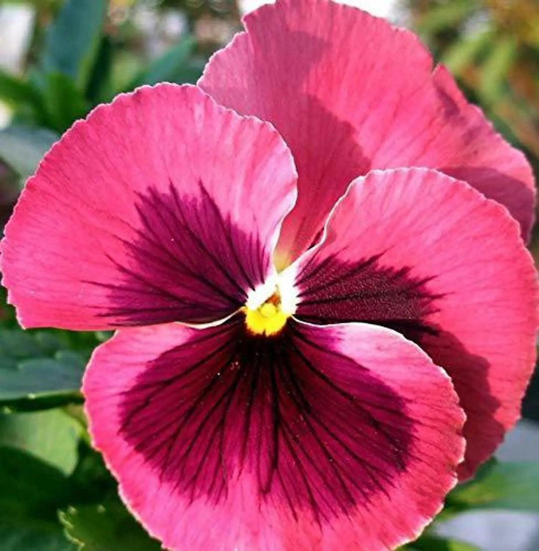 Giant Pansy Flower Seeds Pink – Heirloom, Non-GMO, High Germination Seeds