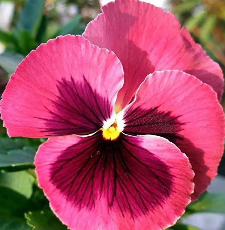 Giant Pansy Flower Seeds Pink – Heirloom, Non-GMO, High Germination Seeds