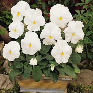 Weiße Stiefmütterchen-Samen – Alte Sorte, gentechnikfrei, hohe Keimrate, Bio-Gartensamen zum Pflanzen