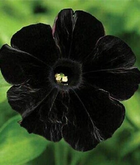 Black Petunia Seeds for Planting – Heirloom Non-GMO High Germination Organic Seeds
