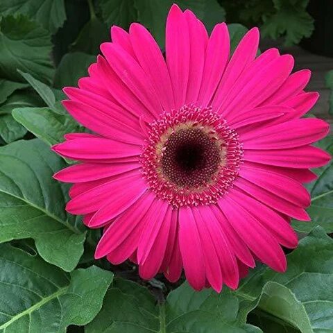 Pink Gerbera Flower Seeds – Heirloom, Non-GMO, High Germination Seeds