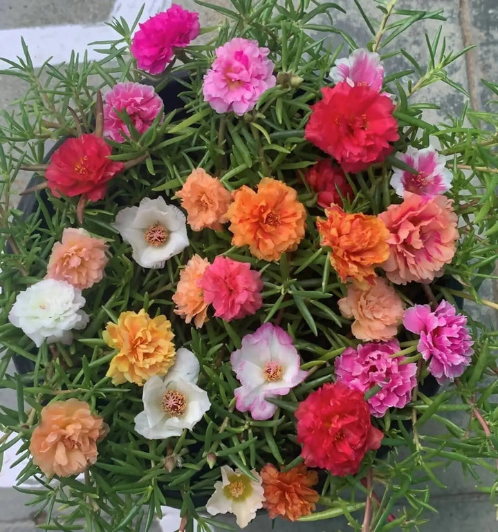 Mixed Perennial Flower Seeds – Heirloom, Non-GMO, High Germination Seeds