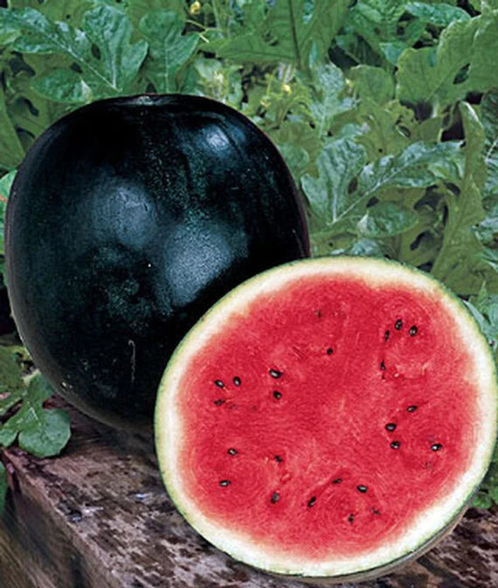 Sugar Baby Watermelon Seeds for Planting Heirloom Non-GMO High Germination Organic Garden Seeds
