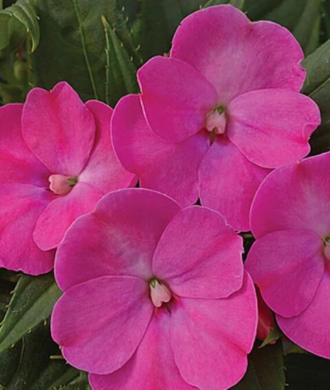 Fleißiges Lieschen Blumensamen Pink – Erbstück, gentechnikfrei, keimfreudige Samen