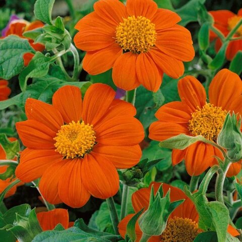 Orange Tithonia Torch Flower Seeds – Heirloom, Non-GMO Seeds