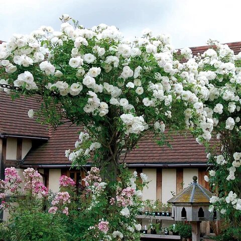 Weiße Kletterrose Blumensamen zum Pflanzen – Alte Sorte GVO-frei Hohe Keimfähigkeit
