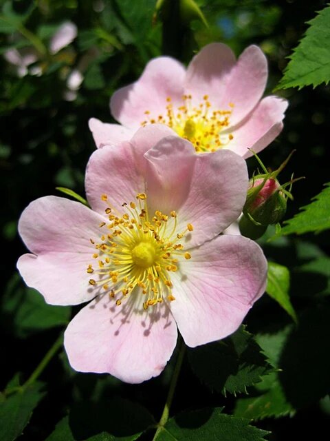 Canina Flower Seeds – Heirloom, Non-GMO, High Germination Organic Garden Seeds