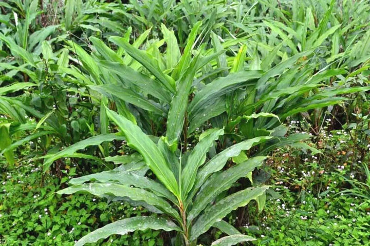 Black Cardamom Plant Seeds for Planting – Heirloom, Non-GMO, High Germination Seeds