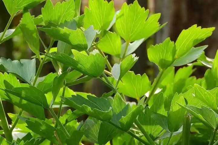 Lovage Herb herb seeds