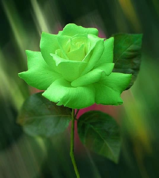 Grüne Rosenblumensamen zum Pflanzen – Erbstück, gentechnikfrei, keimfreudige Samen