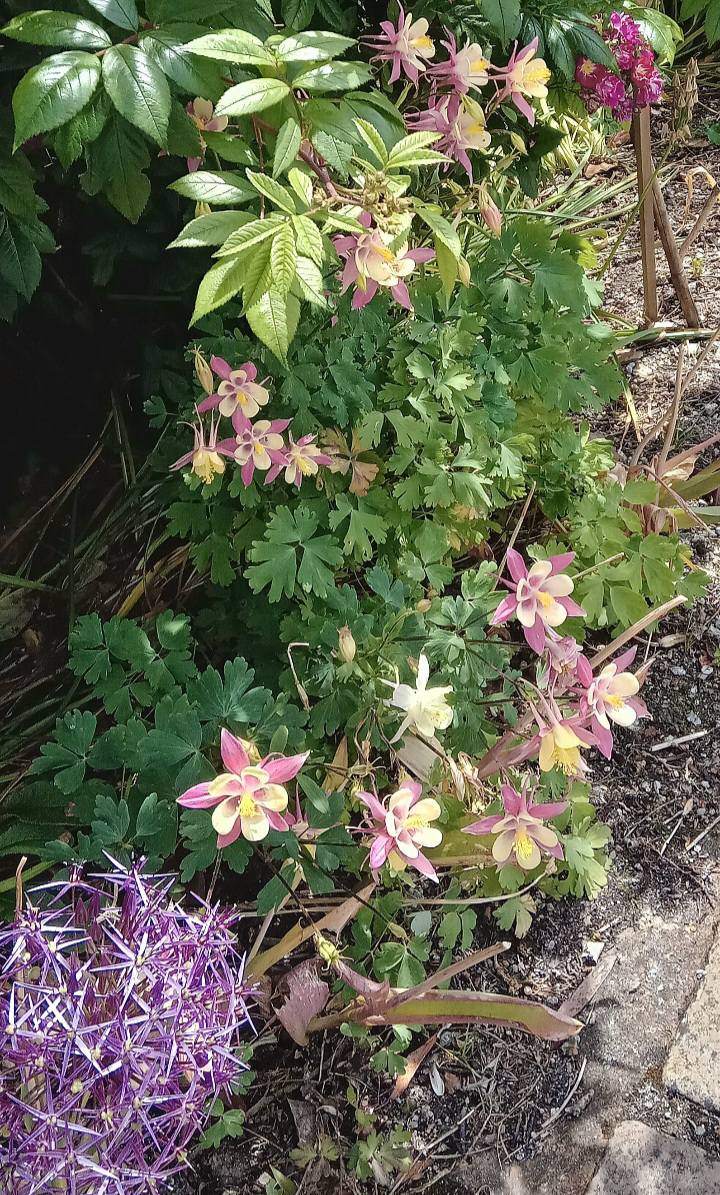Giant Aquilegia Flower Seeds Pink Yellow for Planting Heirloom Non-GMO High Germination Organic Garden Seeds