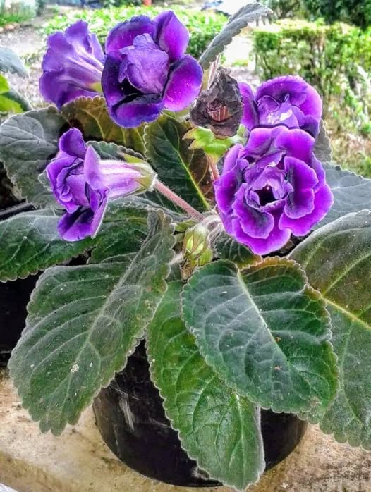 Light Purple Gloxinia Flower Seeds Heirloom Non-GMO High Germination Organic Garden Seeds for Planting