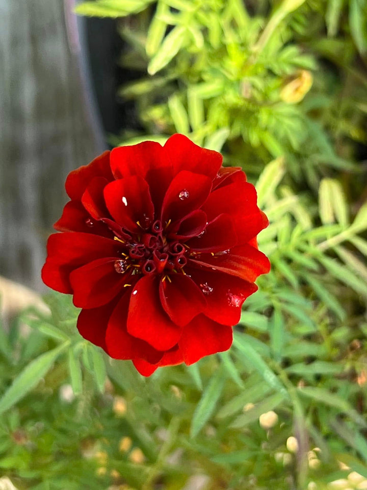 Semillas de Clavel Chino Rojo – Cimarrón, No OGM, Semillas de Alta Germinación para Sembrar