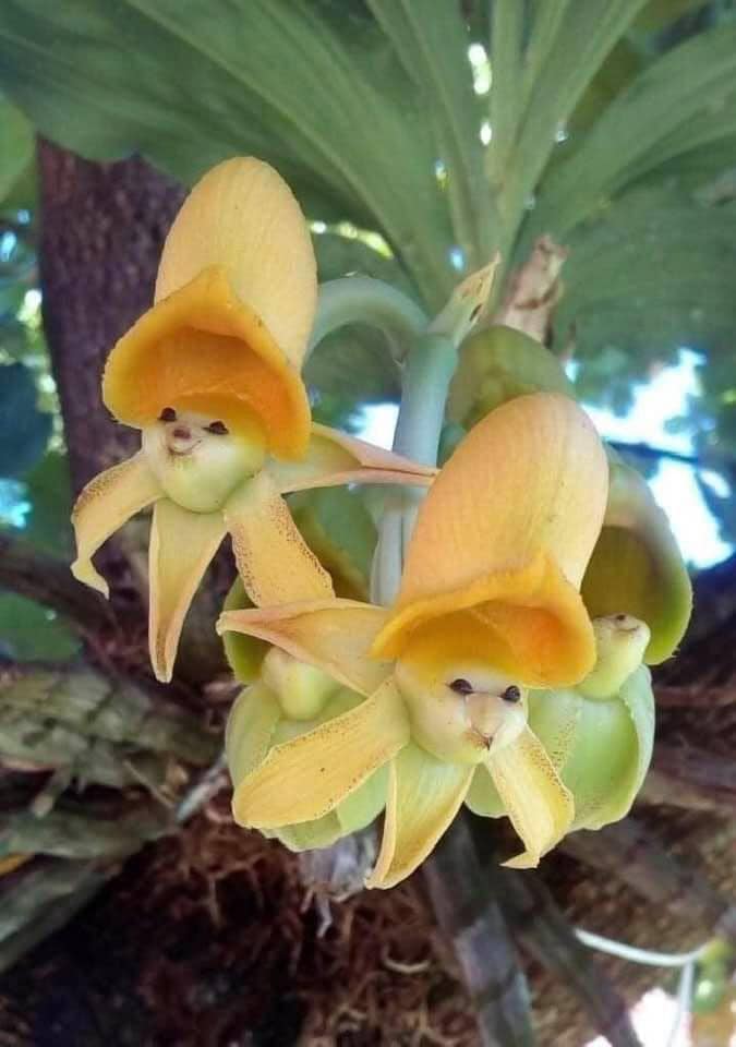 Giant Monkey Face Orchid Flower Seeds Yellow – Heirloom, Non-GMO Seeds