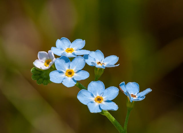 Blue Hawthorn Flower Seeds – Heirloom, Non-GMO, High Germination Seeds
