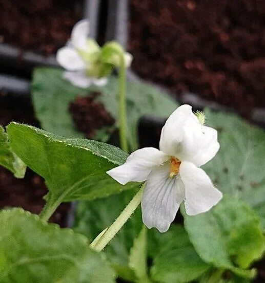 White Viola Flower Seeds – Heirloom Non-GMO High Germination Organic Garden Seeds