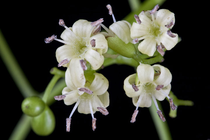 Dichotoma Flower Seeds – Heirloom, Non-GMO, High Germination Seeds for Planting