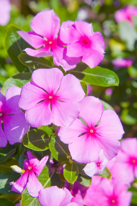 Madagaskar Immergrün Blumensamen – Alte Sorte, gentechnikfrei, hohe Keimfähigkeit