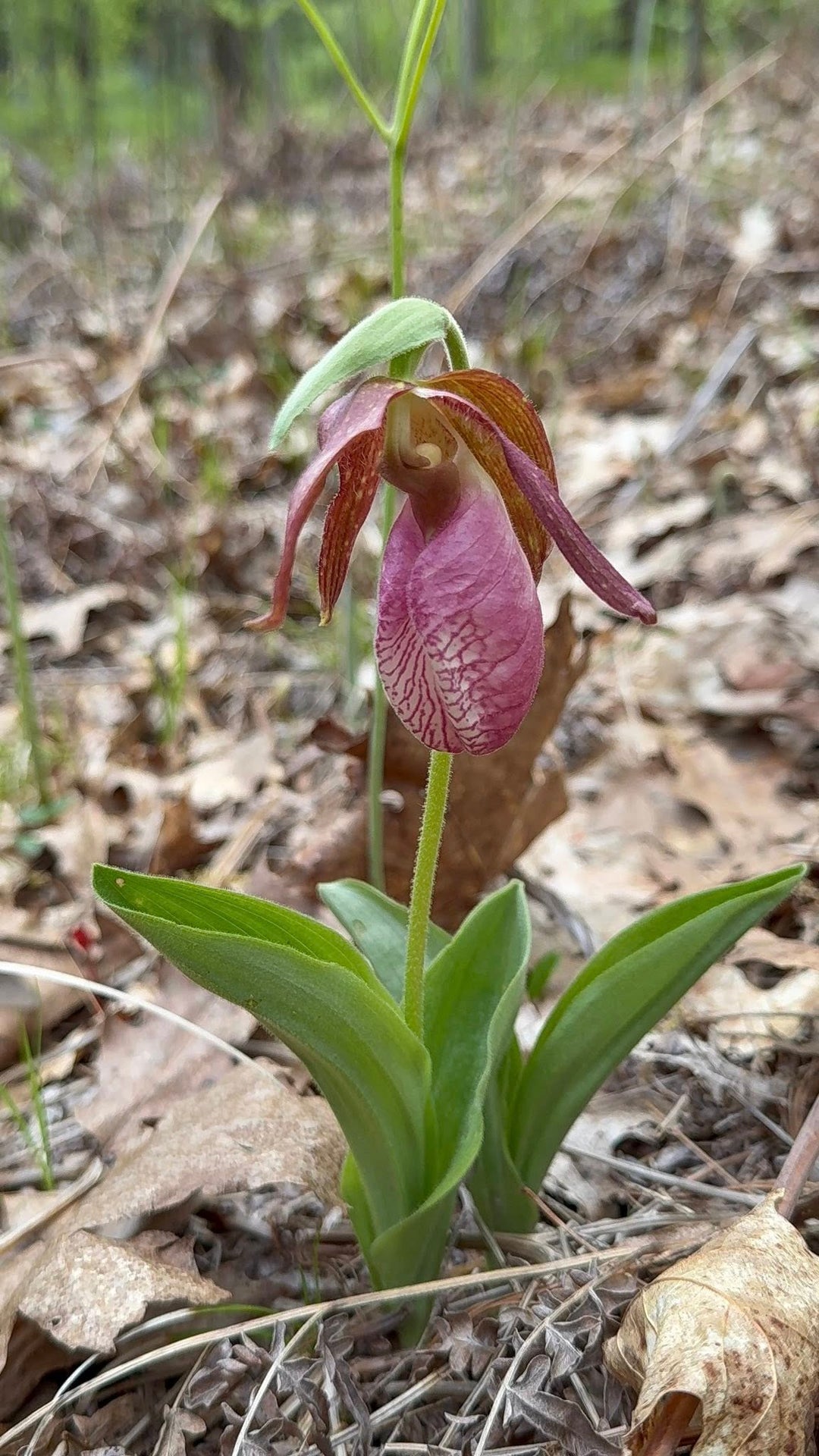 Light Pink Cypripedium Flower Seeds – Heirloom Non-GMO High Germination Seeds