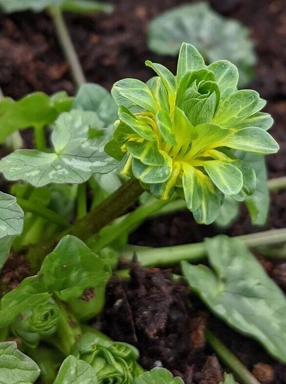 Green Celandine Flower Seeds for Planting – Heirloom Non-GMO High Germination Seeds