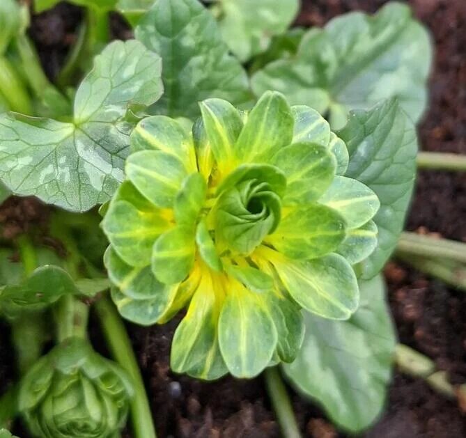 Green Celandine Flower Seeds for Planting – Heirloom Non-GMO High Germination Seeds