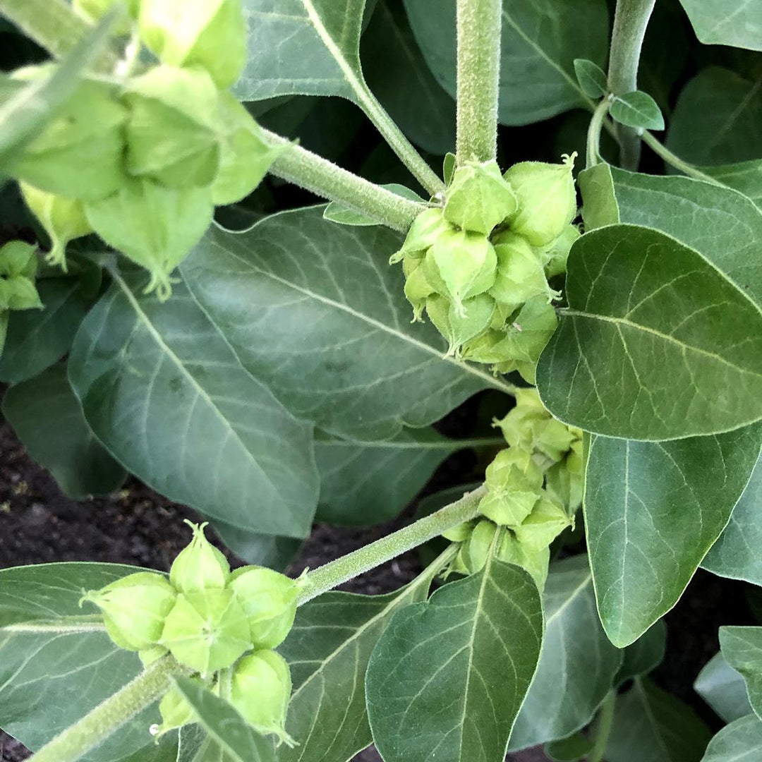Ashwagandha Plant herb seeds