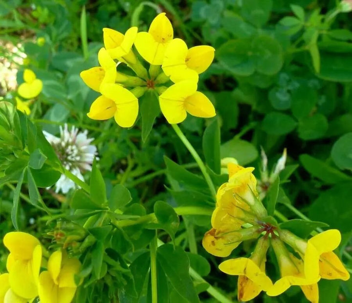 Corniculatus Flower Seeds Yellow – Heirloom Non-GMO High Germination Seeds