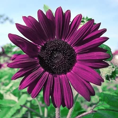 Sunflower Seeds Purple Heirloom Non-GMO High Germination Organic Garden Seeds