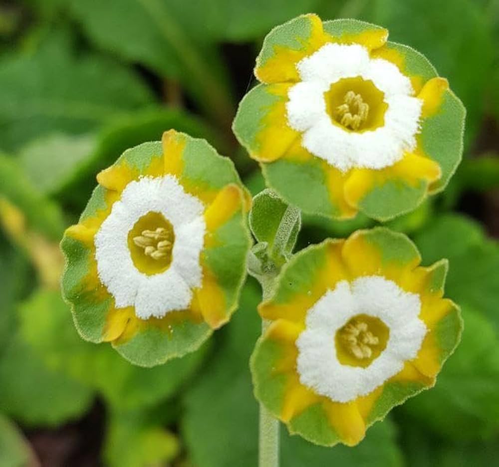 Green Primula Auricula Flower Seeds for Planting – Heirloom Non-GMO High Germination Organic Garden Seeds