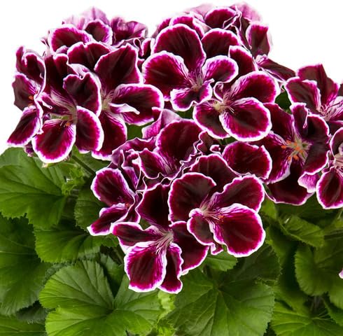 Purple White Pelargonium Flower Seeds Heirloom Non-GMO High Germination Organic Garden Seeds for Planting