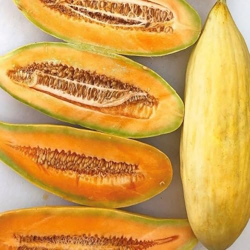 Banana Melon Fruit Seeds – Heirloom, Non-GMO, High Germination Organic Garden Seeds