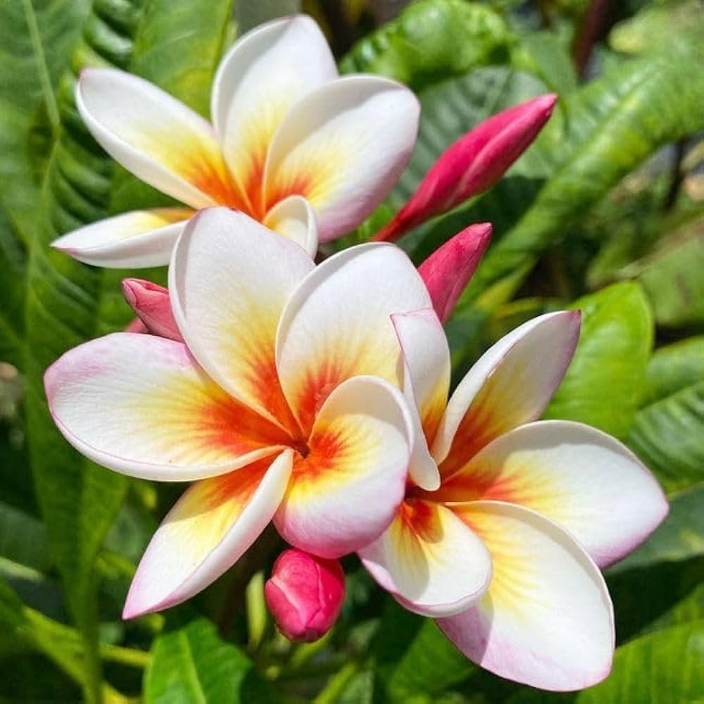 Pink Orange Plumeria Alba Flower Seeds Heirloom Non-GMO High Germination Organic Garden Seeds for Planting