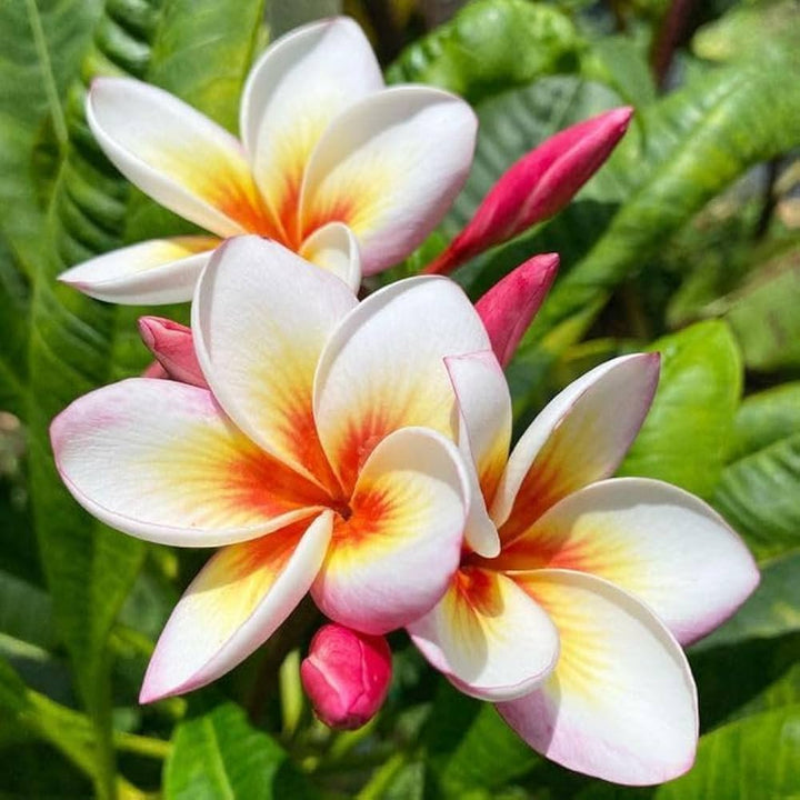 Pink Orange Plumeria Alba Flower Seeds Heirloom Non-GMO High Germination Organic Garden Seeds for Planting
