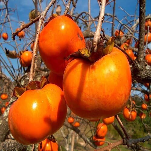 Orange Persimmon Seeds – Heirloom, Non-GMO, High Germination Organic Garden Seeds
