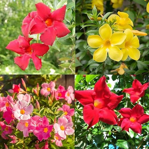 Mandevilla Flower Seeds Mixed – Heirloom Non-GMO High Germination