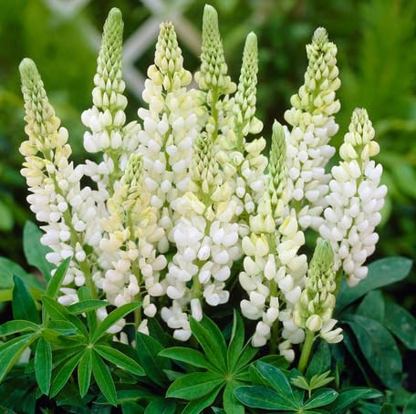 White Lupine Flower Seeds Heirloom Non-GMO High Germination Organic Garden Seeds for Planting
