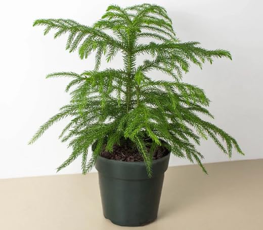 green araucaria heirloom non-gmo seeds